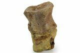 Hadrosaur (Edmontosaurus) Caudal Vertebra - Wyoming #377729-2